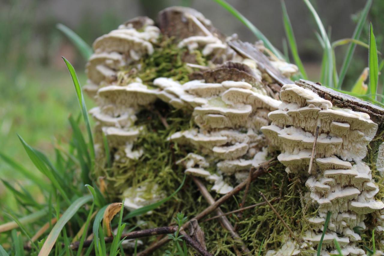 הוילה קסטרו לבוריירו Casa Boletus מראה חיצוני תמונה